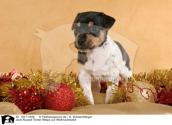 Jack Russell Terrier Welpe zur Weihnachtszeit / Jack Russell Terrier puppy at christmas time / SS-11608