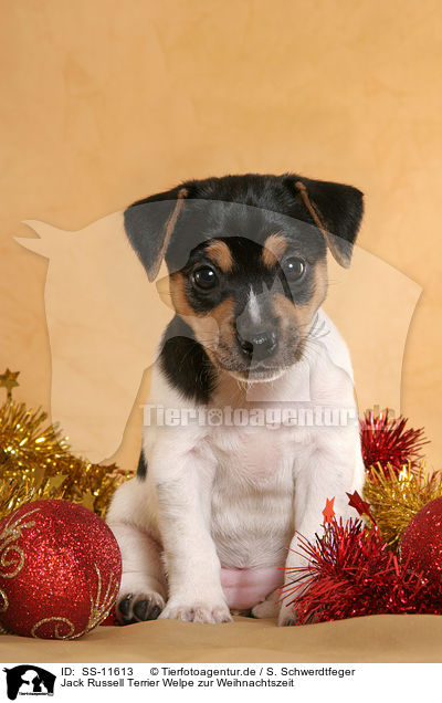 Jack Russell Terrier Welpe zur Weihnachtszeit / Jack Russell Terrier puppy at christmas time / SS-11613