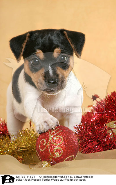 ser Jack Russell Terrier Welpe zur Weihnachtszeit / cute Jack Russell Terrier puppy at christmas time / SS-11621