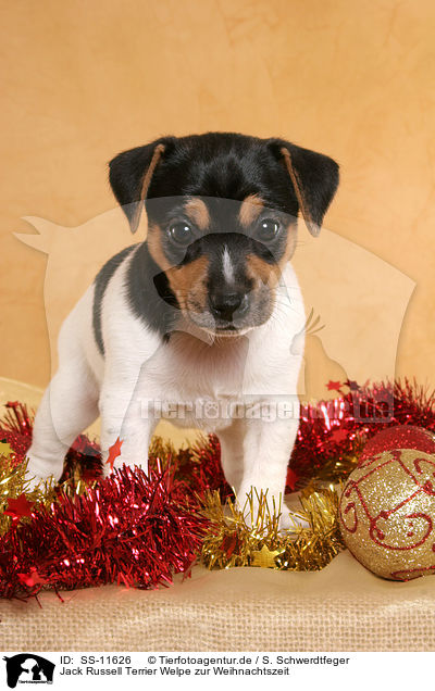 Jack Russell Terrier Welpe zur Weihnachtszeit / Jack Russell Terrier puppy at christmas time / SS-11626