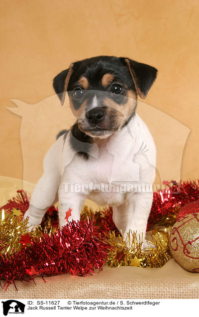 Jack Russell Terrier Welpe zur Weihnachtszeit / Jack Russell Terrier puppy at christmas time / SS-11627