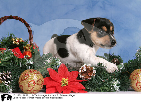 Jack Russell Terrier Welpe zur Weihnachtszeit / Jack Russell Terrier puppy at christmas time / SS-11632