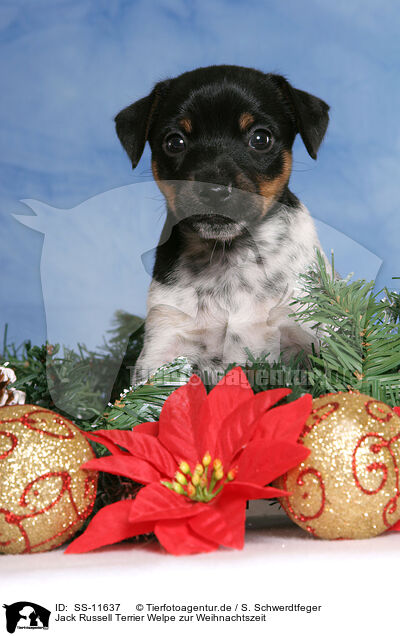 Jack Russell Terrier Welpe zur Weihnachtszeit / Jack Russell Terrier puppy at christmas time / SS-11637
