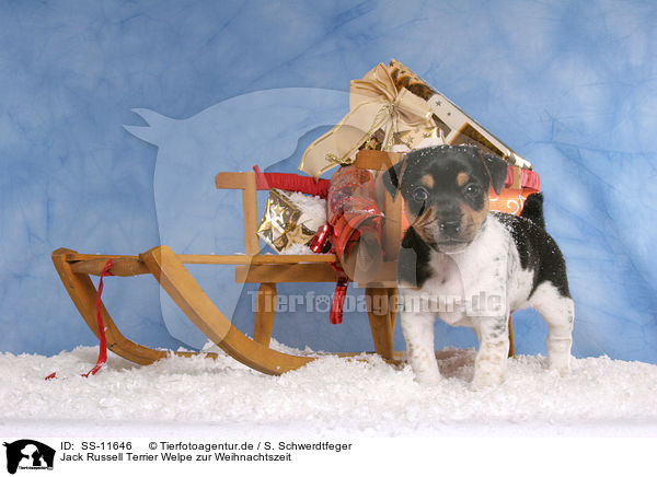 Jack Russell Terrier Welpe zur Weihnachtszeit / Jack Russell Terrier puppy at christmas time / SS-11646
