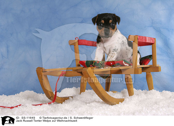 Jack Russell Terrier Welpe zur Weihnachtszeit / Jack Russell Terrier puppy at christmas time / SS-11649