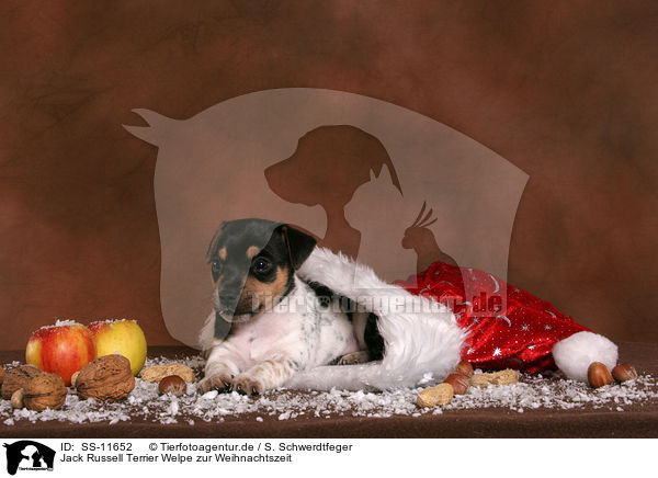 Jack Russell Terrier Welpe zur Weihnachtszeit / Jack Russell Terrier puppy at christmas time / SS-11652