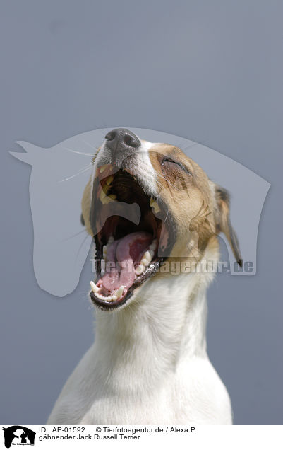 ghnender Jack Russell Terrier / yawning Jack Russell Terrier / AP-01592