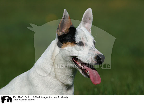 Jack Russell Terrier / Jack Russell Terrier / TM-01349