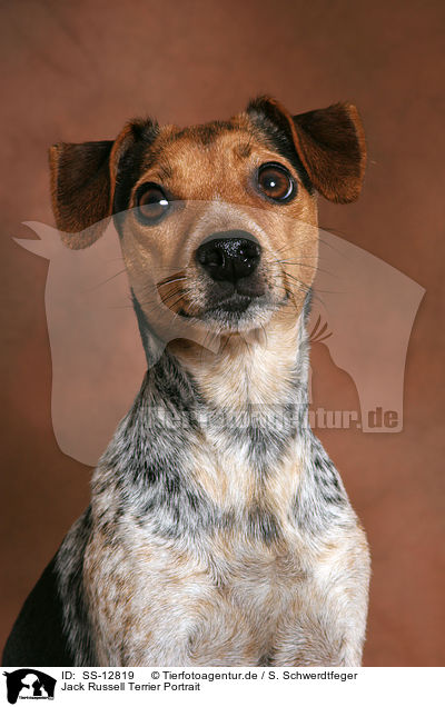 Jack Russell Terrier Portrait / Jack Russell Terrier Portrait / SS-12819