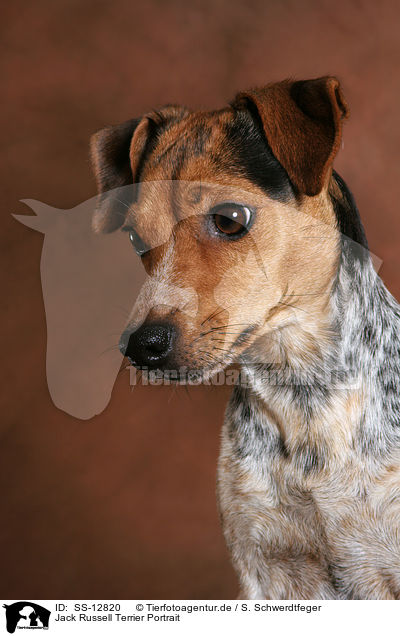 Jack Russell Terrier Portrait / Jack Russell Terrier Portrait / SS-12820