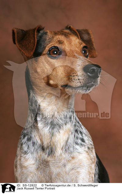 Jack Russell Terrier Portrait / Jack Russell Terrier Portrait / SS-12822