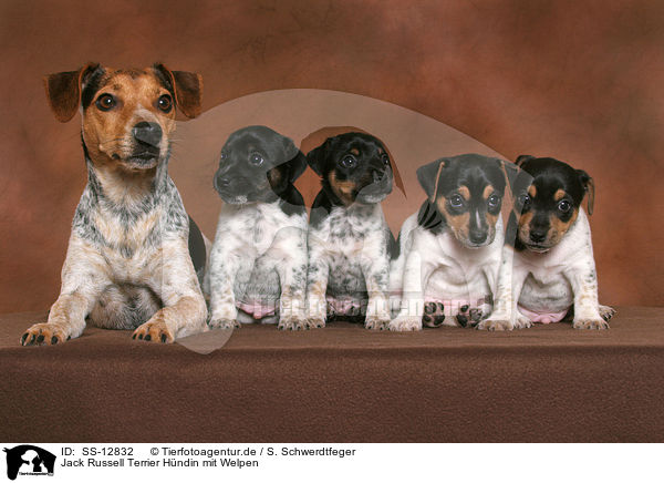 Jack Russell Terrier Hndin mit Welpen / Jack Russell Terrier mother with puppies / SS-12832