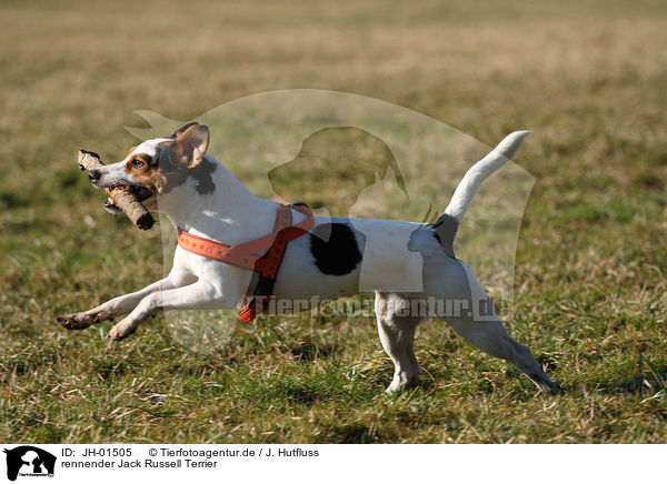 rennender Jack Russell Terrier / running Jack Russell Terrier / JH-01505