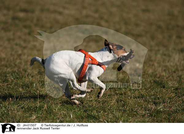 rennender Jack Russell Terrier / running Jack Russell Terrier / JH-01507