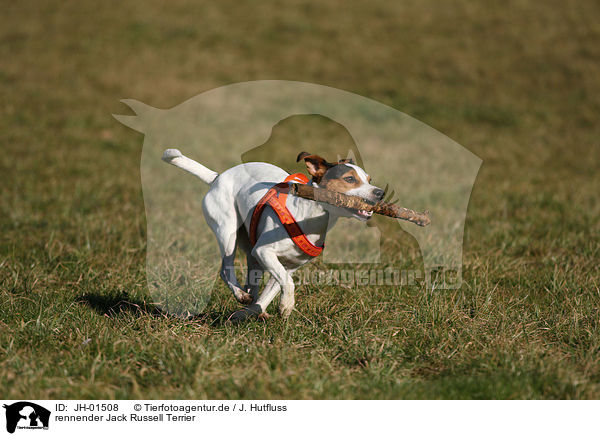 rennender Jack Russell Terrier / running Jack Russell Terrier / JH-01508