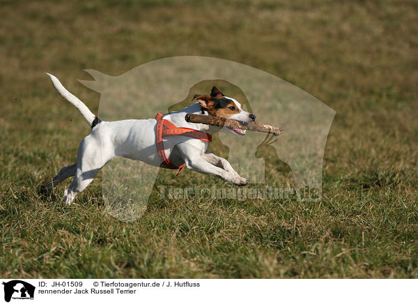 rennender Jack Russell Terrier / running Jack Russell Terrier / JH-01509