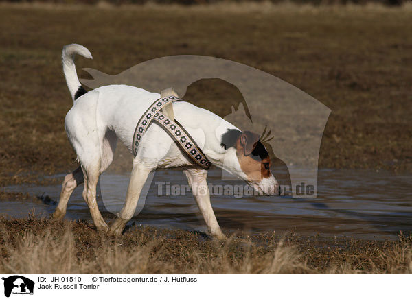 Jack Russell Terrier / Jack Russell Terrier / JH-01510
