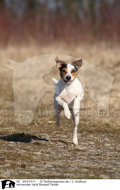 rennender Jack Russell Terrier / running Jack Russell Terrier / JH-01511