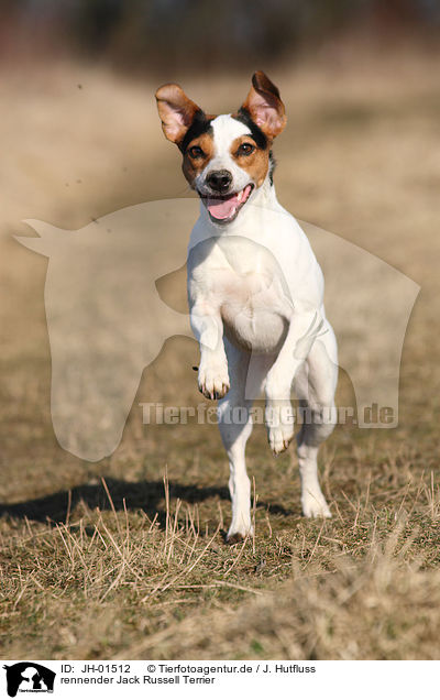 rennender Jack Russell Terrier / running Jack Russell Terrier / JH-01512