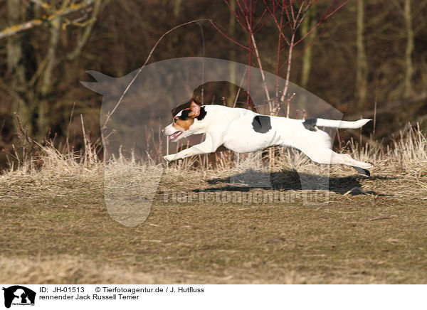 rennender Jack Russell Terrier / running Jack Russell Terrier / JH-01513