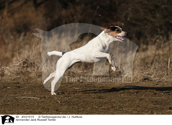 rennender Jack Russell Terrier / running Jack Russell Terrier / JH-01515