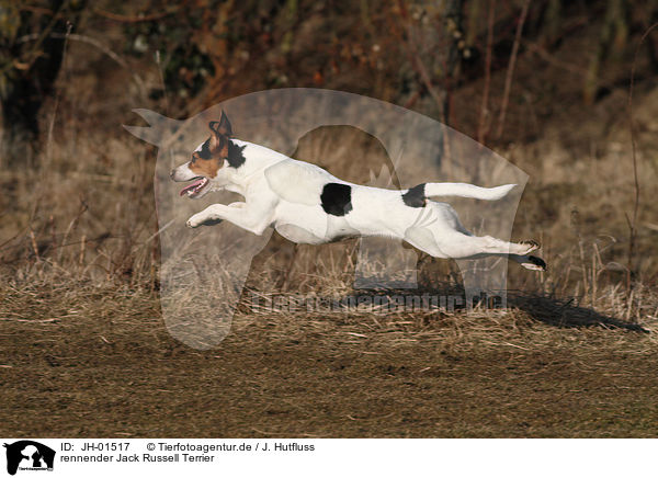 rennender Jack Russell Terrier / running Jack Russell Terrier / JH-01517