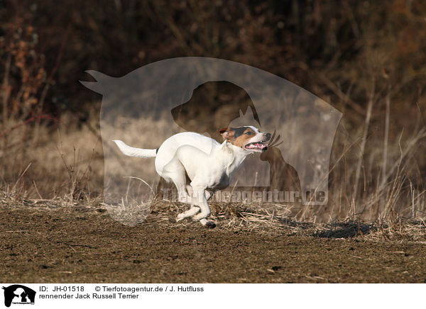 rennender Jack Russell Terrier / running Jack Russell Terrier / JH-01518
