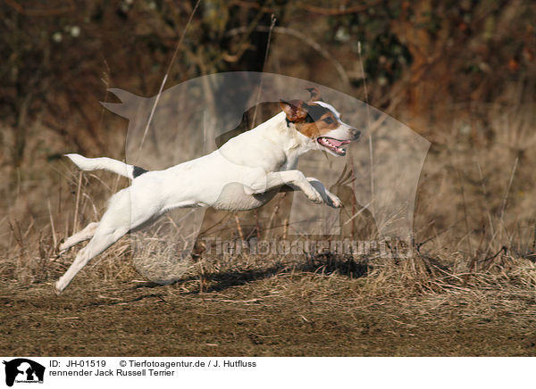 rennender Jack Russell Terrier / running Jack Russell Terrier / JH-01519
