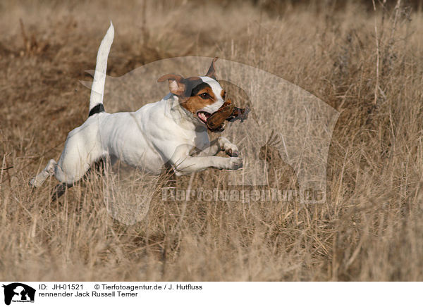 rennender Jack Russell Terrier / running Jack Russell Terrier / JH-01521