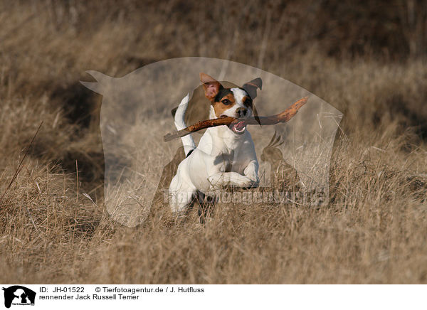 rennender Jack Russell Terrier / running Jack Russell Terrier / JH-01522