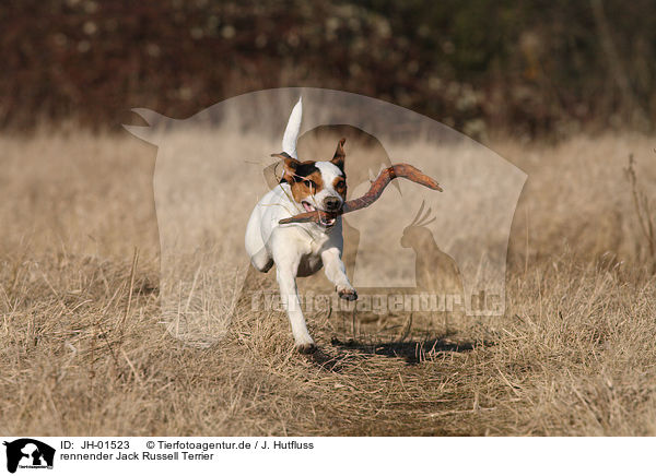rennender Jack Russell Terrier / running Jack Russell Terrier / JH-01523