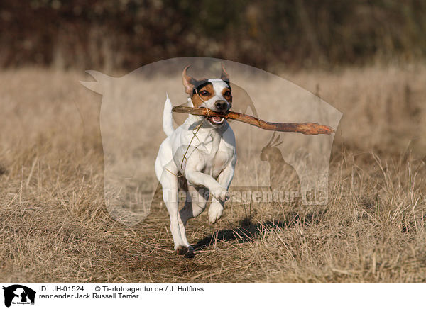 rennender Jack Russell Terrier / running Jack Russell Terrier / JH-01524
