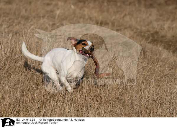 rennender Jack Russell Terrier / running Jack Russell Terrier / JH-01525
