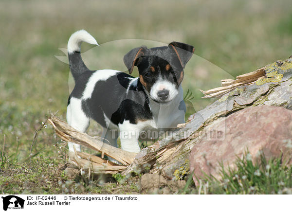 Jack Russell Terrier / Jack Russell Terrier / IF-02446