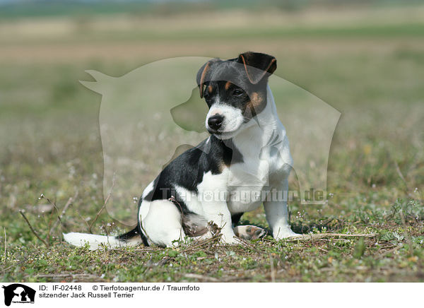 sitzender Jack Russell Terrier / sitting Jack Russell Terrier / IF-02448