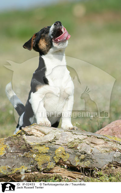 Jack Russell Terrier / Jack Russell Terrier / IF-02453