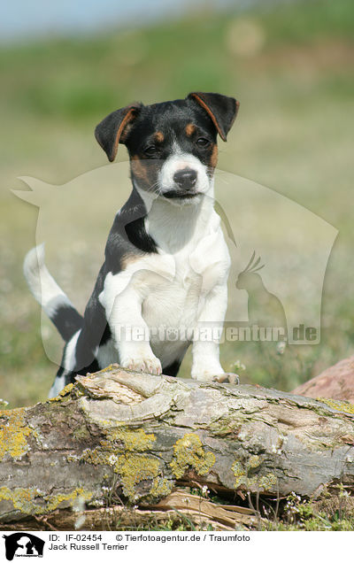 Jack Russell Terrier / Jack Russell Terrier / IF-02454