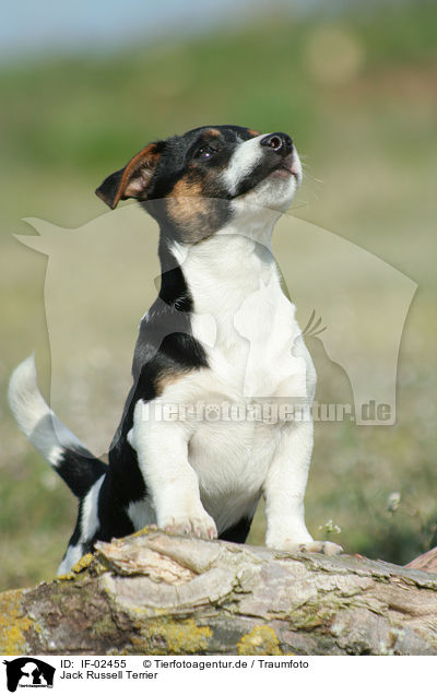 Jack Russell Terrier / Jack Russell Terrier / IF-02455