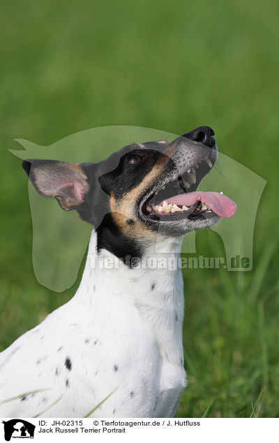 Jack Russell Terrier Portrait / Jack Russell Terrier Portrait / JH-02315