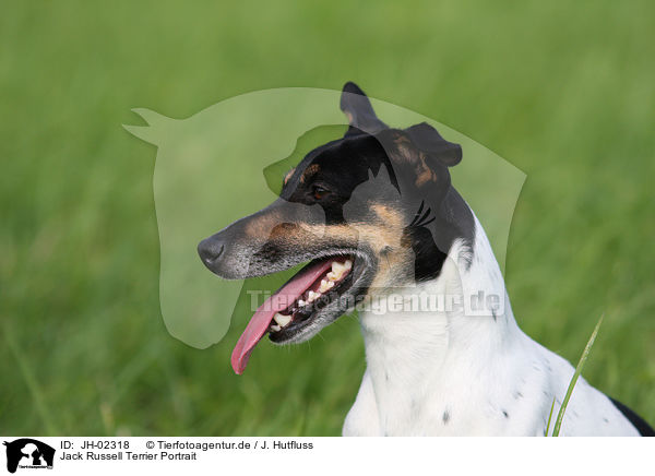 Jack Russell Terrier Portrait / Jack Russell Terrier Portrait / JH-02318