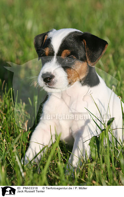 Jack Russell Terrier / Jack Russell Terrier / PM-03318