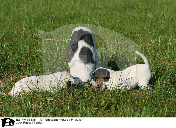 Jack Russell Terrier / Jack Russell Terrier / PM-03335