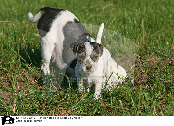 Jack Russell Terrier / Jack Russell Terrier / PM-03342