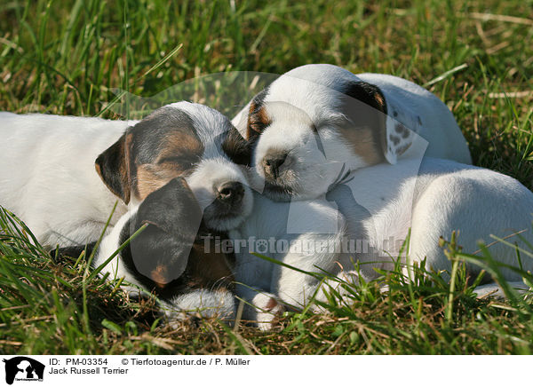 Jack Russell Terrier / Jack Russell Terrier / PM-03354