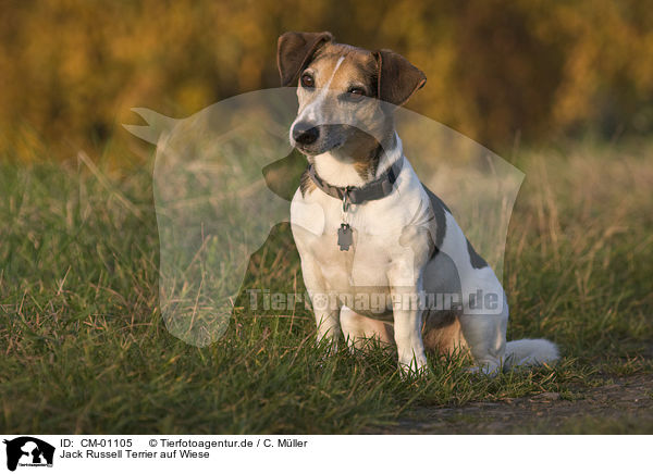 Jack Russell Terrier auf Wiese / Jack Russell Terrier on meadow / CM-01105