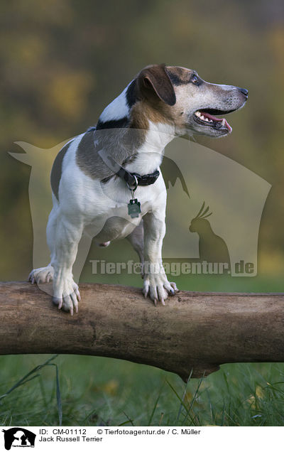 Jack Russell Terrier / Jack Russell Terrier / CM-01112