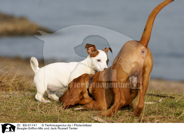 Beagle-Griffon-Mix und Jack Russell Terrier / mongrel and jack russell terrier / BS-01141