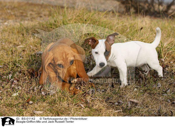 Beagle-Griffon-Mix und Jack Russell Terrier / mongrel and jack russell terrier / BS-01142
