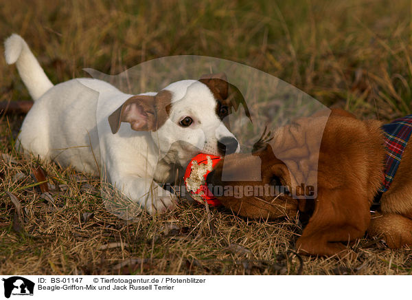 Beagle-Griffon-Mix und Jack Russell Terrier / mongrel and jack russell terrier / BS-01147