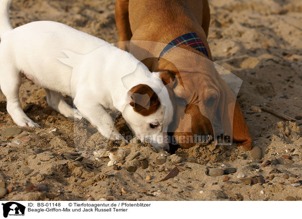 Beagle-Griffon-Mix und Jack Russell Terrier / mongrel and jack russell terrier / BS-01148